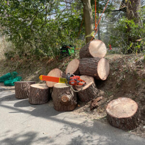 道路上にある危険木の伐採