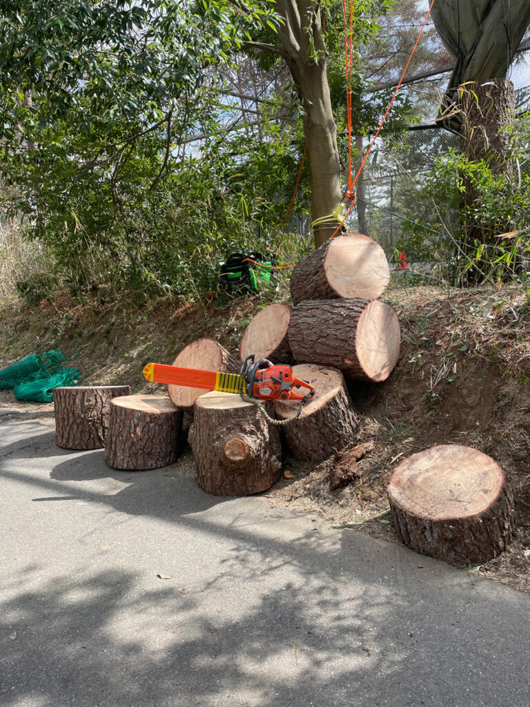 道路上にある危険木の伐採